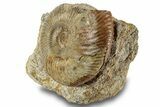Jurassic Ammonite (Parkinsonia) Fossil - France #244477-2